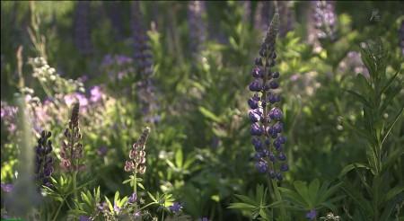 Lupines